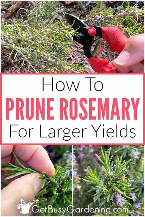 Shaping Rosemary Bush, Pruning Rosemary Plants, How To Trim Rosemary Plant, How To Care For Rosemary Plants, How To Prune Rosemary, Rosemary Plant Landscaping, Pruning Rosemary, Pruning Herbs, Prune Rosemary