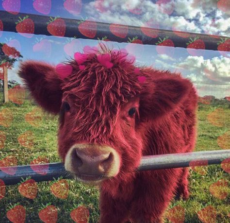 strawberry cow aesthetic 😌 Strawberry Cows Aesthetic, Strawberry Cow Pfp, Pink Cow Aesthetic, Strawberry Cow Aesthetic, Strawberry Cow Wallpaper, Strawberry Cows, Strawberry Milk Cow, Cow Aesthetic, Cow Wallpaper