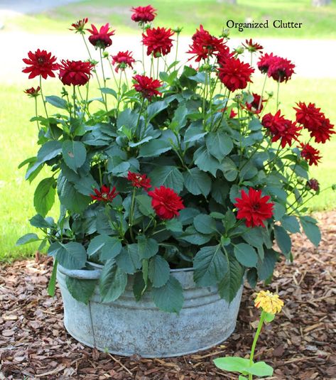 Container Gardening Ideas, Container Gardening Flowers, Garden Junk, Deco Nature, Garden Containers, Garden Yard Ideas, Container Flowers, Galvanized Metal, Garden Cottage