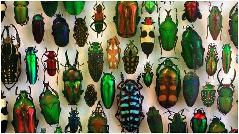 Flesh-eating beetles “work” in museums to clean off skeletons Flesh Eating Beetles, Green Beetle, New York Museums, New Beetle, Little Critter, Sea Lion, Art Sculptures, Beetles, Great Art