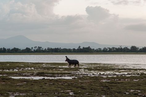 Five days, three national parks, one epic safari in Kenya Lodge Look, Africa Travel Guide, Instagram Goals, Kenya Safari, National Park Photos, Safari Lodge, Close Encounters, Game Reserve, African Safari