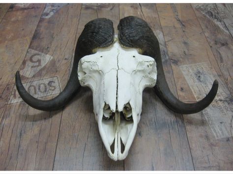 Musk ox skull Ox Skull, Alien Ideas, Animal Inspiration, Musk Ox, Animal Reference, Vulture Culture, Animal Anatomy, Corn Maze, Metal Art Sculpture