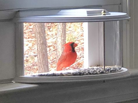 Best Bird Feeders, Window Bird Feeder, Diy Bird Feeder, Pvc Panels, Diy Birds, Diy Pool, House Window, Easter Basket Diy, Diy Artwork