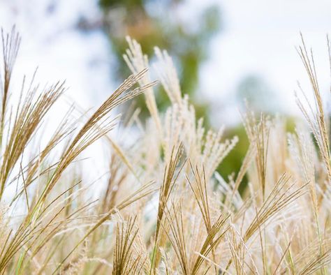 8 ornamental grasses that will bring your garden to life Ornamental Grasses Australia, Native Grasses Australia, Australian Gardens, Garden Homes, Native Grasses, Homes To Love, Australian Garden, Grasses Garden, Water Wise