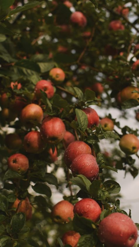 Apple Orchard Wallpaper, Fall Apple Orchard Aesthetic, Apples Astethic, Apple Orchard Aesthetic, Apples Aesthetic, September Apples, Apple Orchard Fall, Apple Garden, Cider House