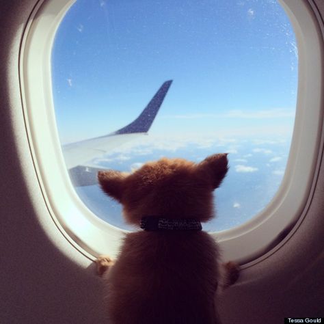 The Top 26 Pet-Friendly Airlines Traveling With Dog, Hublot Avion, Dogs On Planes, Dog Traveling, Dog Vacation, Dog Friendly Vacation, Travel Dog, Airplane Window, Emotional Support Animal