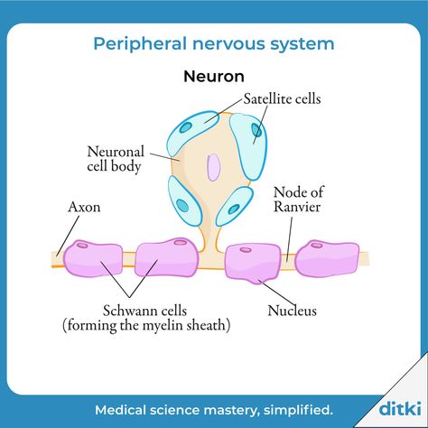 Glial Cells Nervous System, Nervous Tissue, Myelin Sheath, Glial Cells, Guillain Barre Syndrome, Cell Forms, The Peripheral, Peripheral Nervous System, White Matter