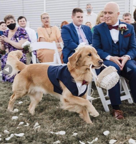 Golden Retriever Ring Bearer, Golden Retriever Wedding, Gold Retriever, Dog Ring Bearer, Ring Bearer Dog, Dog Tuxedo, Dog Ring, Ring Bearer Outfit, Dog Flower Collar