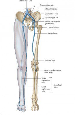 Anatomy of the knee, knee Bones, knee Muscles knee Arteries knee Veins and Nerves looking into the anatomy of the knee. full list of the names of bones , muscles ,veins ,arteries and veins found in the knee Anatomy Of The Knee, Knee Bones, Medicine Tips, Arteries And Veins, Lower Limb, Bones And Muscles, Daily Health Tips, Fitness Advice, Good Health Tips