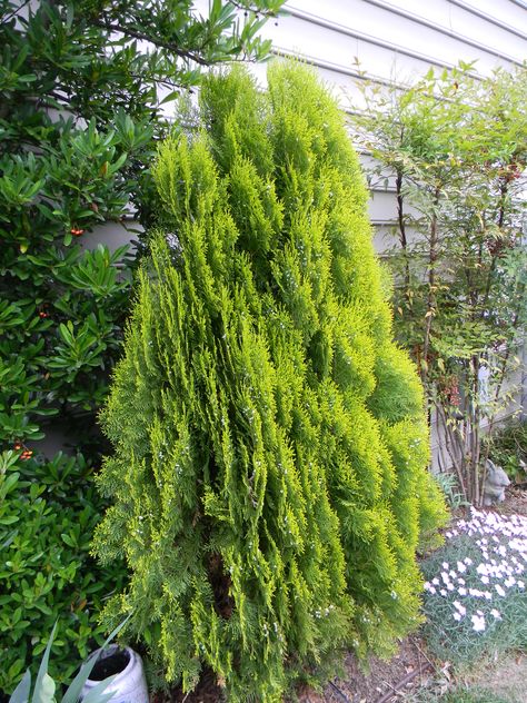 Thuja orientalis berckmanii' Berckman's arborvitae' Thuja Orientalis, Thuja Occidentalis, Home And Garden, Plants