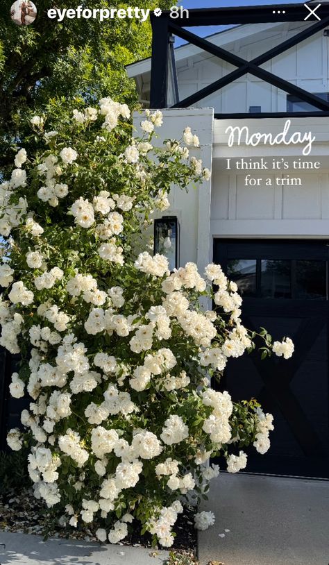 White Rose Bushes Landscape Front Yards, Simple Front Landscaping, Bushes With White Flowers, French Country Landscaping Front Yard, White Rose Bush Front Yards, Front Yard Fences, French Landscaping, White Iceberg Roses Front Yard, White Rose Garden Aesthetic