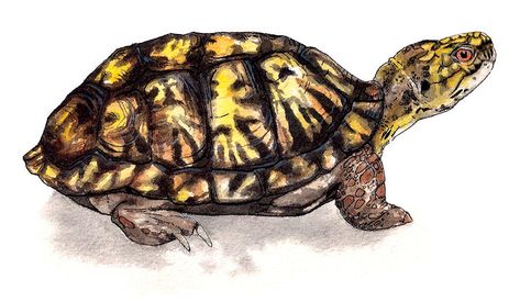 Lucy Conklin Illustration: Box Turtle Big Tortoise, Eastern Box Turtle, Tortoise Food, Illustration Geometric, Turtle Watercolor, Box Turtle, Tortoise Turtle, Turtle Tattoo, Turtle Painting