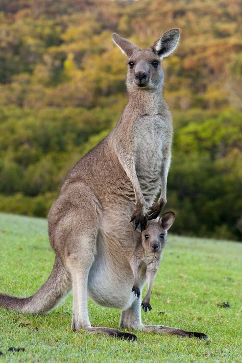 Kangaroo Image, Kuda Nil, Australian Mammals, Baby Joey, Kangaroo Baby, Animal Family, Australia Animals, Australian Wildlife, Australian Animals