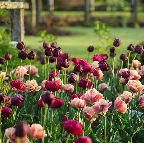 Tulips Garden, Cut Flower Garden, Have Inspiration, Little Garden, Garden Cottage, Flower Farm, Spring Garden, Front Garden, Dream Garden