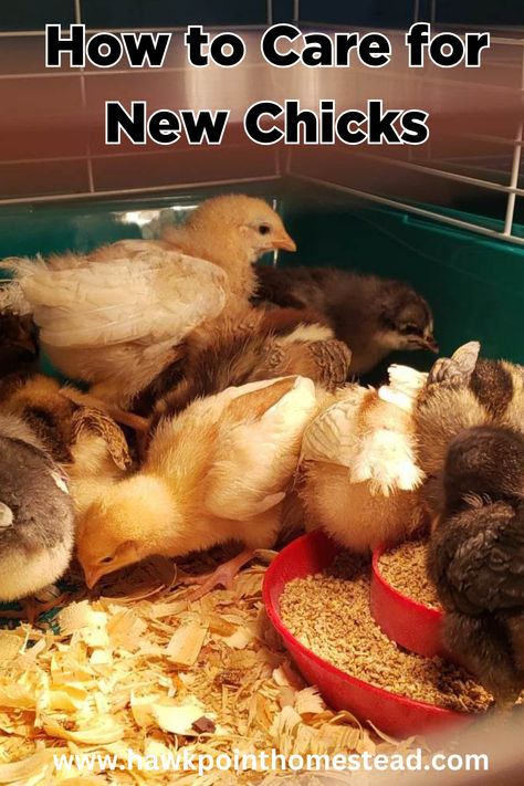 If you want some tips on how to care for new chicks, this will tell you the things you need to know. A lot of people have been buying new chicks lately. Everyone seems ready to have backyard chickens so they can have fresh eggs. I have raised baby chicks for 20 years and have some tips on how I do it. There are certain things you need to know and do when bringing baby chicks home and how to take care of them. It is best to know these things before you bring them home to be prepared beforehand. Raising Chicks, Day Old Chicks, Hatching Chicks, Backyard Flocks, Outdoor Play Area, Hatching Eggs, Baby Chickens, Baby Chick, Bring Them Home