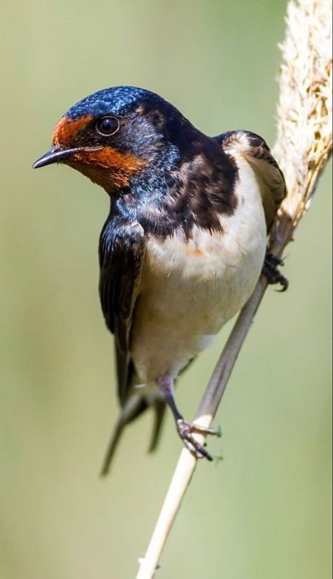 Regard Animal, Barn Swallow, Caricature Sketch, Swallow Bird, Johannesburg South, Spell Caster, Leaving Facebook, Swallows, Bird Pictures