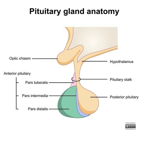 pituitary gland - Google Search Anatomy Diagrams, Anterior Pituitary, Study Websites, Med Notes, Study Apps, Pituitary Gland, Law Abiding Citizen, Diagram Design, Radiology