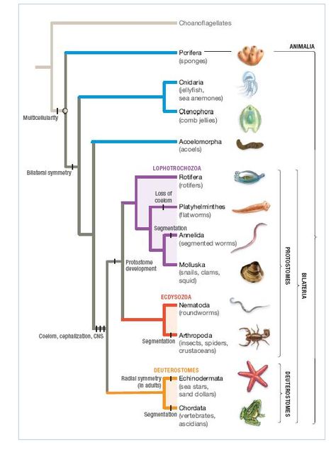 Solved: Using The Phylogenetic Tree, Where Should The Orig... | Chegg.com Phylogenetic Tree, Cnidaria, Study Biology, Medical School Motivation, Biology Notes, Animal Science, Marine Biology, Homework Help, Zoology