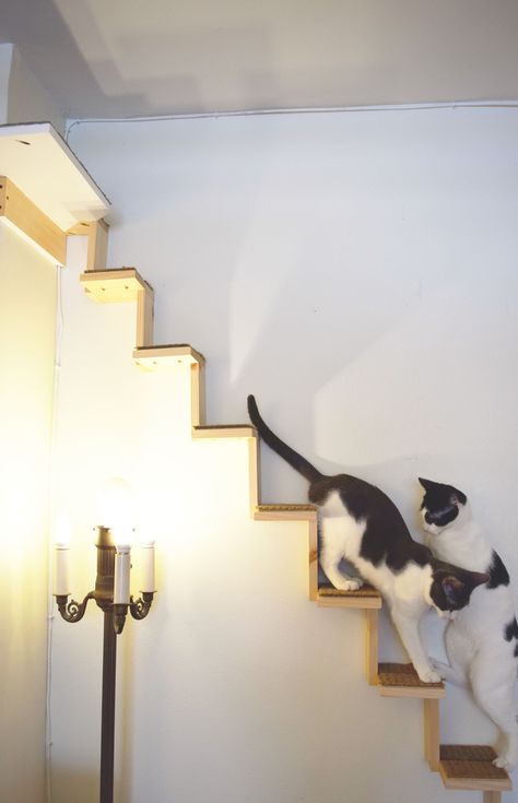 Love this Cat Staircase to let the kitties have access to other parts of the house! | Cat Ladder Cat Wall Steps, Cat Playground Outdoor, Cat Climbing Wall, Cat Climbing Shelves, Katt Grejer, Kat Diy, Cat Stairs, Cat Wall Shelves, Diy Cat Tree