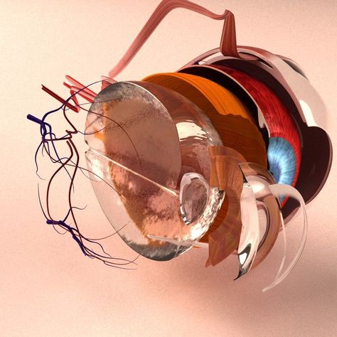 Human Eye Anatomy, Eye Health Facts, Optometry Education, Eye Retina, Human Body Science, 3d Anatomy, Eye Anatomy, Eye Parts, Basic Anatomy And Physiology