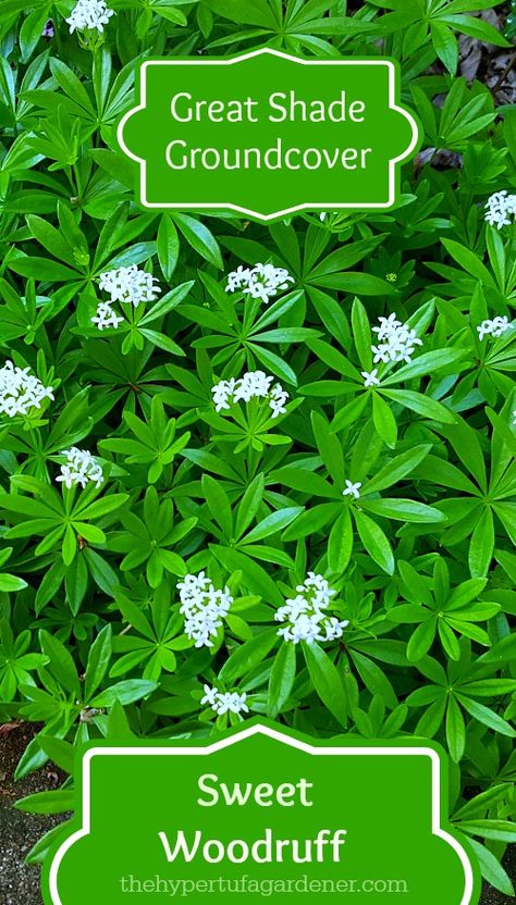 Shade Loving Shrubs, Sweet Woodruff, Deer Resistant Plants, Tiny White Flowers, Shade Perennials, Garden Shrubs, Ground Cover Plants, Woodland Garden, Shade Plants