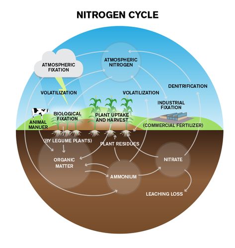 Nitrogen Cycle Lessons Nitrogen Cycle Project, Glycolysis Pathways, Nutrient Cycle, Crafts Bookmarks, Process Diagram, Trophic Level, Electron Transport Chain, Nitrogen Fixation, Cell Organelles