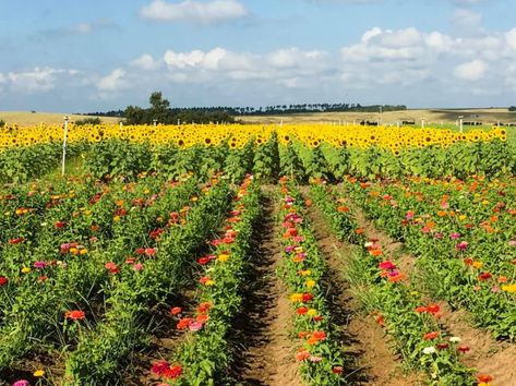 Sunflower Season, Pumpkins For Sale, Best Pumpkin Patches, Trip Photography, Romantic Life, Future Farms, Farm Field, Cheap Things To Do, Sunflower Fields