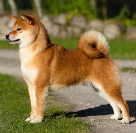 Shiba Inu Reference, Shiba Inu Tail, Shiba Inu Cute, Shiba Dog, Spitz Dogs, Dog Anatomy, Shiba Inu Puppy, Akita Inu, Dog Camping