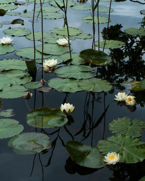 Water Shadow, Geeky Art, Water Lily Pond, Vertical Landscape, Lily Painting, Water Pictures, Water Lilly, Lily Pond, Water Lily