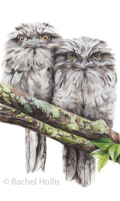 Rachel Hollis, Australian Wildlife, Wildlife Prints, Paper Birds, Australian Birds, Bird Art Print, Australian Animals, Owl Art, Wildlife Art