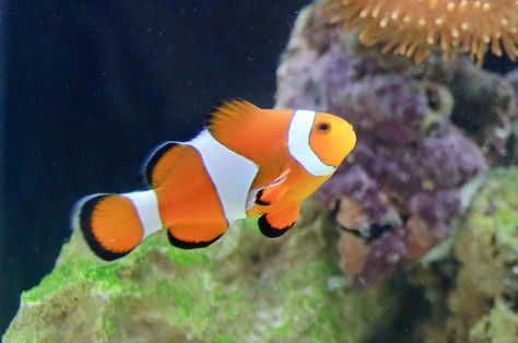 Ocellaris Clownfish, Types Of Sharks, Aqua Culture, Sea Horses, Reef Shark, Saltwater Tank, Ocean Pictures, Live Fish, Marine Fish