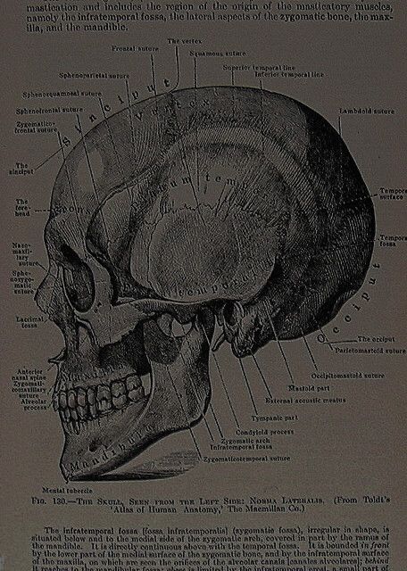 Anatomy Vintage Poster, Anatomy Vintage, Skull Anatomy, Light Grunge, Oc Aesthetic, Grunge Posters, Grunge Pictures, Moon Aesthetic, Dark Grunge