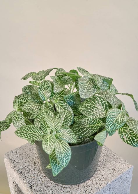 Fittonia Plant Care - How to Grow & Maintain Nerve Plants | Apartment Therapy Fittonia Plant, Propagation Tips, Nerve Plant, Plant Goals, Lights Wedding Decor, Inside Plants, Plant Decor Indoor, Plant Aesthetic, House Plants Indoor