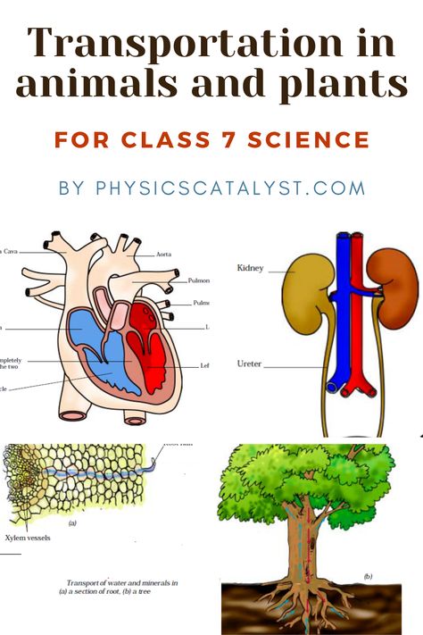 Transportation in Animals and Plants Notes for class 7 science Class 7 Science Project, Transportation Science, Class 10 Science Notes Biology Our Environment, Transport In Plants Biology Notes, Active Transport Biology, Class 11 Biology Notes Plant Kingdom, Igcse Biology, Class 8 Science Notes Chapter 1, Cell Transport