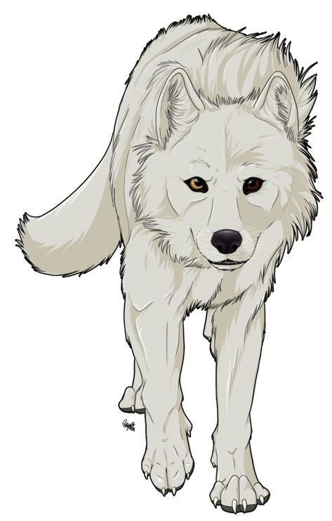 Arctic Wolf Drawing, Red Riding Hood Wolf, Canine Drawing, Head Base, Arctic Wolf, Fantasy Wolf, Wolf Drawing, Canine Art, Wolf Head