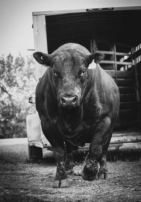 Rodeo Photography, Angus Bull, Bull Pictures, Ranch Photography, Wild Bull, Cow Photography, Bull Art, Livestock Farming, Show Cattle