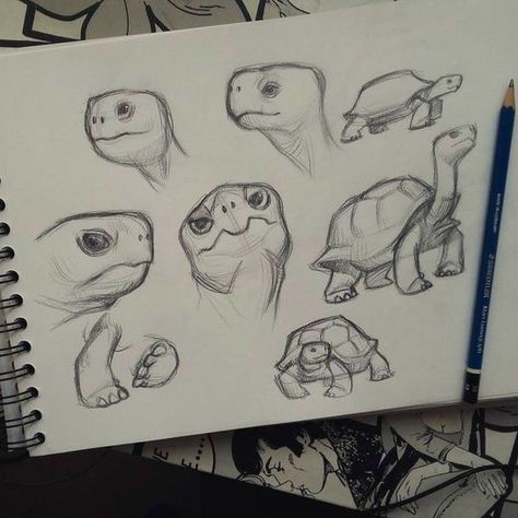 Tortoise Drawing, Turtle Sketch, Tortoise Care, Turtle Drawing, Arte Sketchbook, Art Drawings Sketches Simple, Cool Art Drawings, Art Drawings Simple, Art Drawings Sketches