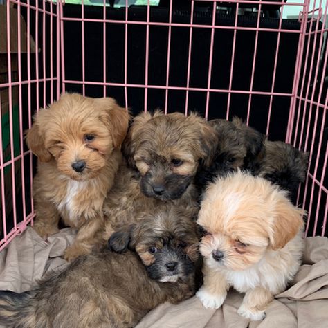 Arizona Mini Shih-Poo Puppies - Shih-Poo Puppy Sales Shih Tzu Poodle Mix Puppies, Shipoo Puppies, Don't Wanna Fall In Love, Shihpoo Puppies, Shih Tzu Poodle Mix, Shih Poo Puppies, Poodle Mix Puppies, Shih Tzu Poodle, Puppy Ideas