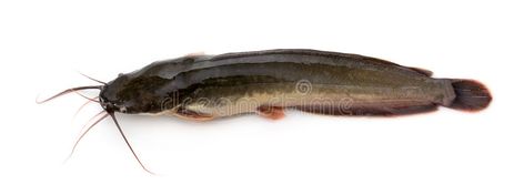 Catfish. A catfish with long feelers , #Ad, #catfish, #Catfish, #feelers, #long #ad Ikan Lele, Image Of Fish, Smoothie Recipes Healthy Breakfast, In The Jungle, Ideas Photography, Smoothie Recipes Healthy, Grocery List, Catfish, Pigeon