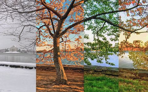 The unique beauty of all four seasons was in full display at Washington’s Tidal Basin this year. Four Seasons Painting, Seasons Aesthetic, Summer Lawn, Winter Photos, Winter Photo, Spring Photos, Seasons Art, Different Seasons, Seasons Of The Year