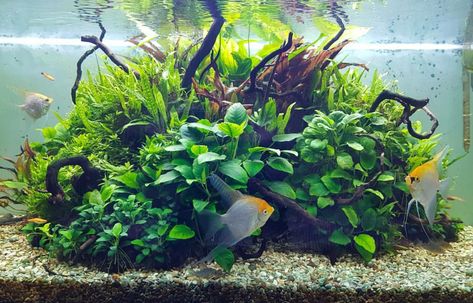 Island aquascape with anubias and java fern, plus some beautiful angelfish - posted by @green_art_moscow on Instagram Java Fern Aquascape, Island Aquascape, Angelfish Aquarium, Aquascape Inspiration, Plant Tank, Java Fern, Aquascaping Ideas, Fish Aquarium Decorations, Fish Tank Terrarium