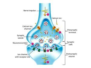 Characteristics of synaptic transmission, Mechanism of sensitization & long term potentiation Synaptic Transmission, Chemical Synapse, Action Potential, Types Of Neurons, Circle Of Willis, Nervous System Anatomy, General Anesthesia, Episodic Memory, Types Of Memory