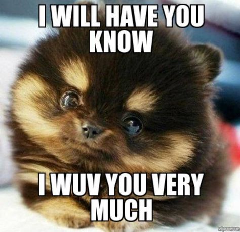 The 40 Best 'I Love You' Memes That Are Cute, Funny & Romantic All At The Same Time Rico Suave, Love You Memes, Romantic Memes, I Love You Funny, Love You Funny, Love You Meme, Cute I Love You, Memes For Him, Love You Cute