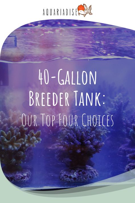 Choosing the right equipment to go with your breeder tank is extremely important. This article takes a look at five of the best 40-gallon breeder tanks on the market today. 40 Gallon Aquarium Ideas, 40 Gallon Aquarium, Aquarium Inspiration, Acrylic Aquarium, Glass Aquarium, Fish Breeding, Aquarium Ideas, Floating Plants, 55 Gallon