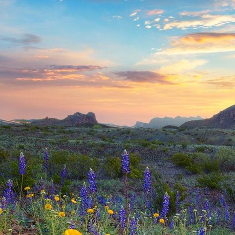 Gage Hotel on Instagram: "Everyone is preparing for the spring season, including Big Bend’s bluebonnets and wildflowers 💐  We hope you’ll discover the wonder of Far West Texas and enjoy unique blooms and experiences in Big Bend during your spring stay.  Our concierge team will be on call to answer any questions you may have about the area or the National Park if you are searching for any assistance.   Gage Hotel Concierge: (432) 386-4205 ex.120  📸: Rob Greebon  imagesfromtexas.com  #bigbendnationalpark #gagehotel #bbnps #springbreak #bluebonnets #exploretexas" Big Bend Texas, Big Bend National Park Texas, Hotel Concierge, Life Of Walter Mitty, Explore Texas, Walter Mitty, Big Bend National Park, West Texas, Big Bend