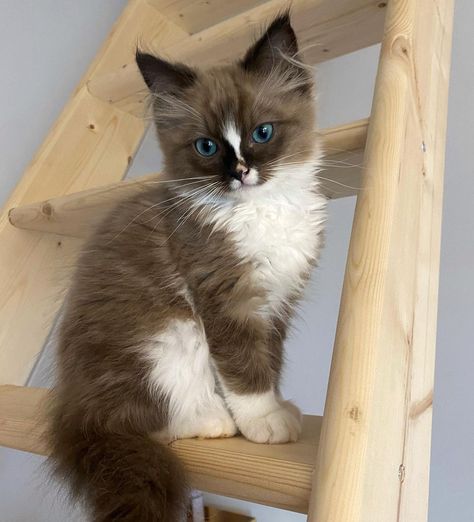 Brown Ragdoll Kitten, Light Brown Cat Aesthetic, Cat Aesthetic Brown, Ragdoll Cat Wallpaper, Cat Brown Eyes, Ragdoll Cat Blue Eyes, Brown Ragdoll Cat, Ragdoll Cat Drawing, Ragdoll Cat Aesthetic