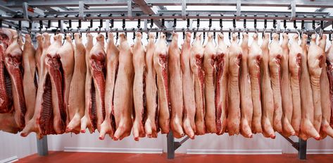 The USDA Is Helping the Meat Industry Speed Up Pig Slaughter Lines Species Extinction, Meat Industry, Mercy For Animals, Health Disease, World Hunger, Court Order, Environmental Health, Food Safety, Speed Up