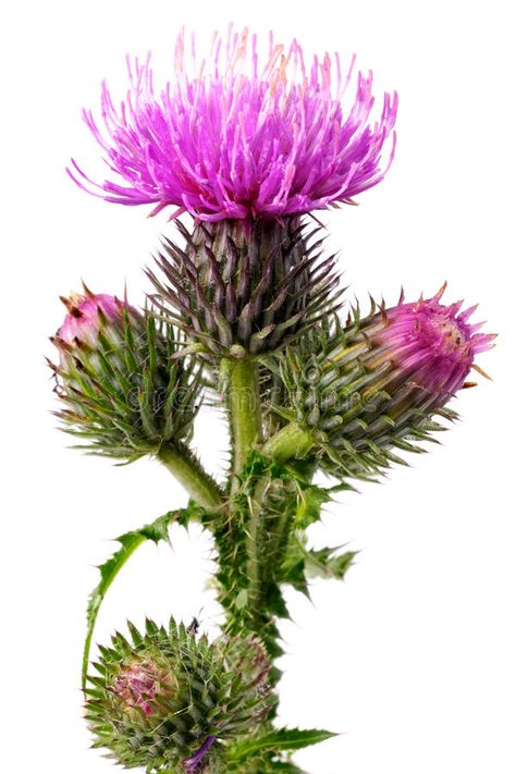 Burdock Plant, Plant Uses, Herbs Illustration, British Garden, Thistle Flower, Plant Identification, Healing Herbs, Background White, Planting Vegetables