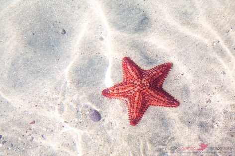 Starfish Reference Photo, Starfish Photography, Things Reference, Reflection Aesthetic, Starfish Painting, Beach Coral, Coral Wallpaper, Salt Water Fish, Water Reflection