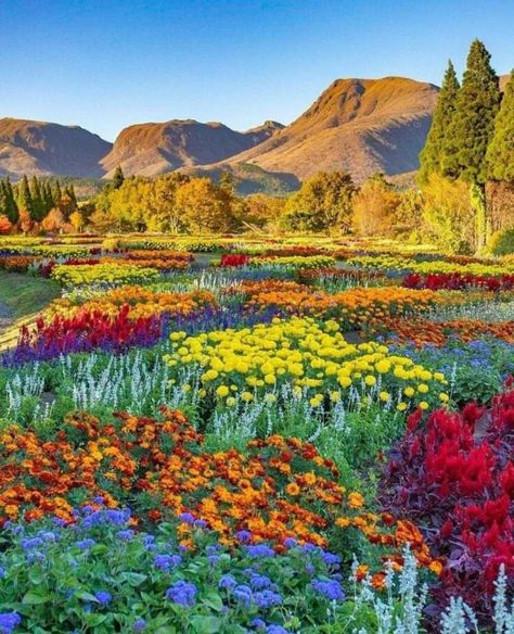 Field Of Colorful Flowers, Kuju Flower Park, Flower Landscape Photography, Mountain With Flowers, Colorful Landscape Photography, Mountain Plants, Western Flowers, World Flowers, Flower Valley